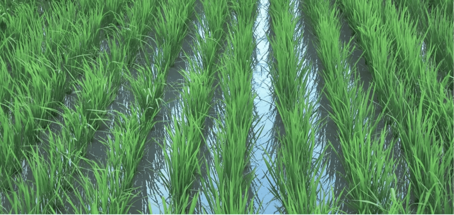 Benefits of Silicon in Rice Plant