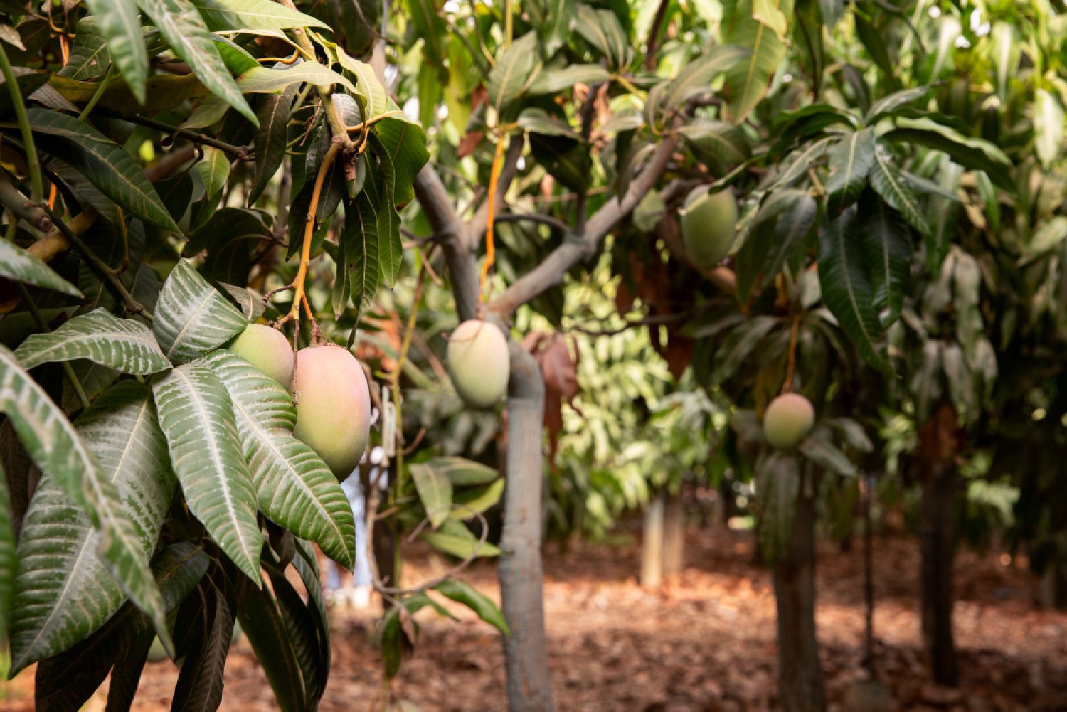 NBT AGRO DiaSil Powder and Konsorta Root Application in the Field / Avocado Orchard