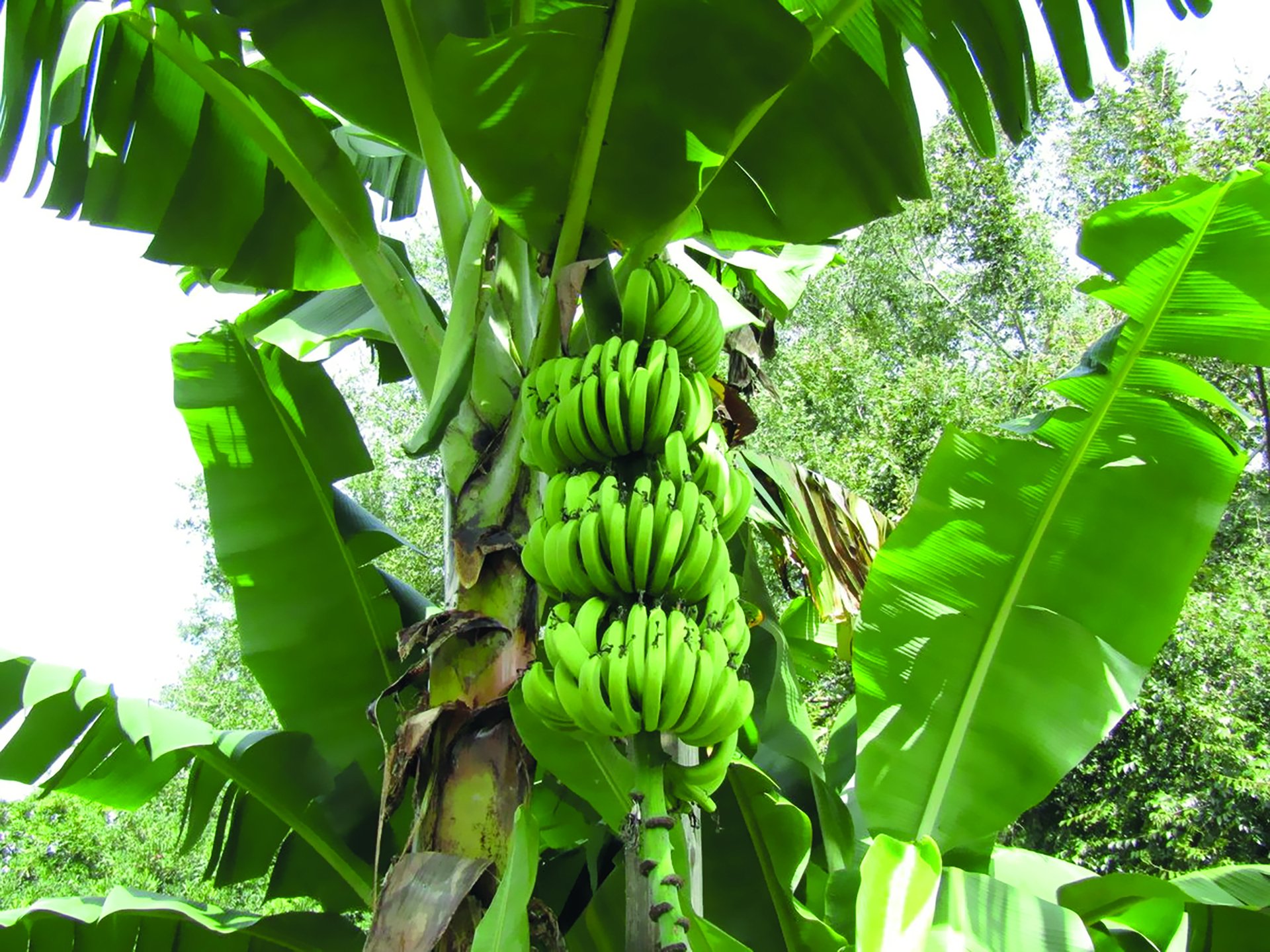 Farmita ®