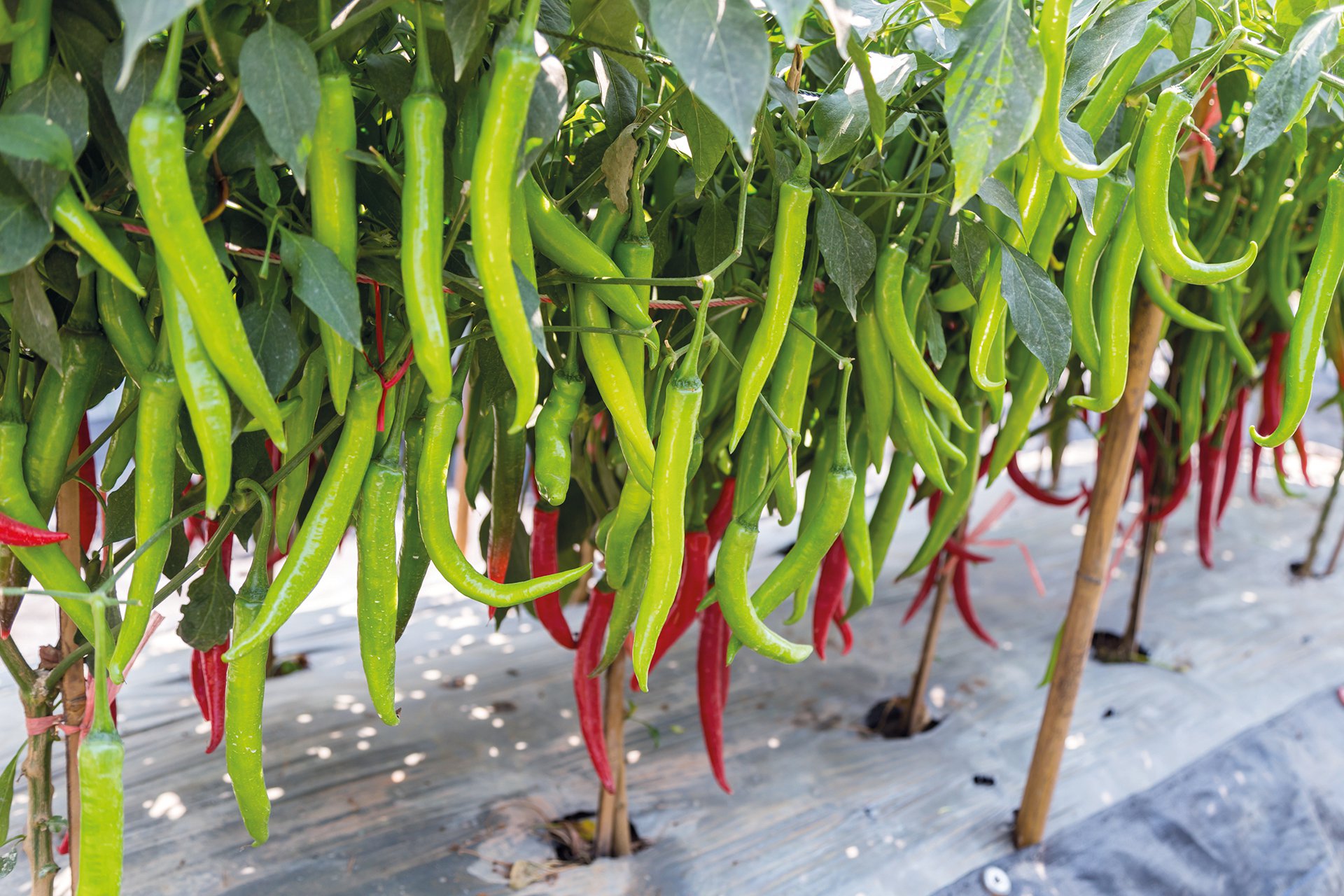 Konsorta Root ®